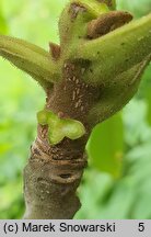 Juglans cinerea (orzech szary)