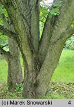 Juglans cinerea (orzech szary)