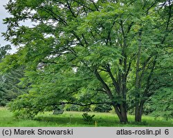 Juglans cinerea (orzech szary)