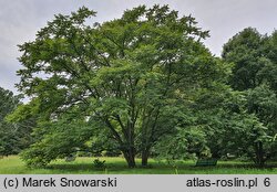 Juglans cinerea (orzech szary)