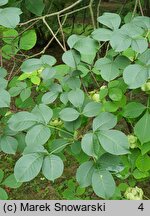 Ptelea trifoliata (parczelina trójlistkowa)