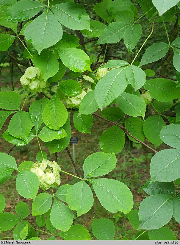 Ptelea trifoliata (parczelina trójlistkowa)