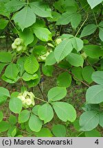 Ptelea trifoliata (parczelina trójlistkowa)