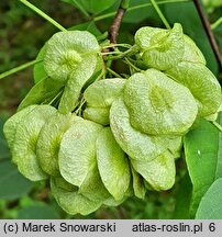 Ptelea trifoliata (parczelina trójlistkowa)