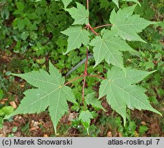 Acer micranthum