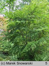 Acer micranthum