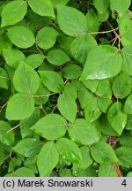 Viburnum burejaeticum (kalina mandżurska)