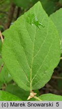 Viburnum burejaeticum (kalina mandżurska)