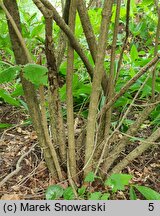 Viburnum burejaeticum (kalina mandżurska)