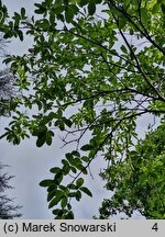 Oxydendrum arboreum (kwaśnodrzew konwaliowy)