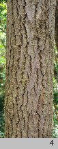 Oxydendrum arboreum (kwaśnodrzew konwaliowy)