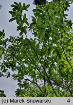 Oxydendrum arboreum (kwaśnodrzew konwaliowy)