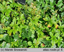 Elliottia bracteata (eliotia lśniąca)