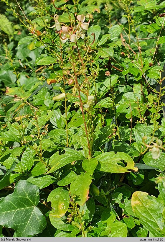 Elliottia bracteata (eliotia lśniąca)