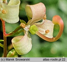 Elliottia bracteata (eliotia lśniąca)