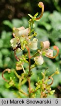 Elliottia bracteata (eliotia lśniąca)