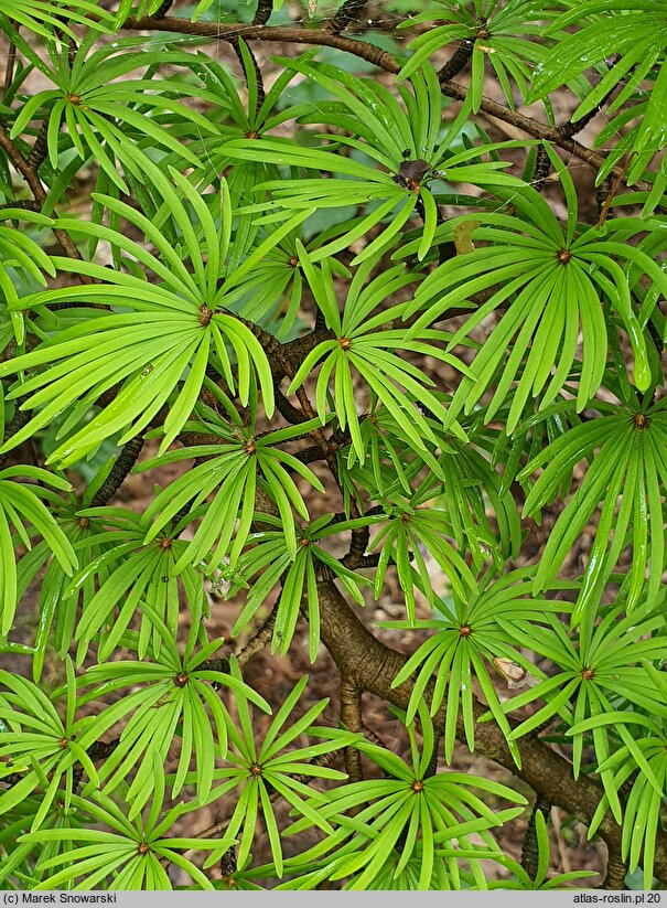 Pseudolarix amabilis (modrzewnik chiński)