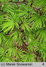 Pseudolarix amabilis (modrzewnik chiński)