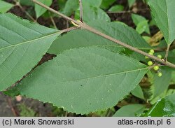 Callicarpa dichotoma (pięknotka rozwidlona)