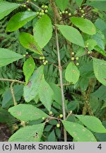 Callicarpa dichotoma (pięknotka rozwidlona)