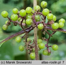 Callicarpa dichotoma (pięknotka rozwidlona)