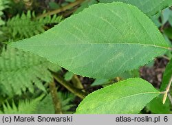 Callicarpa dichotoma (pięknotka rozwidlona)