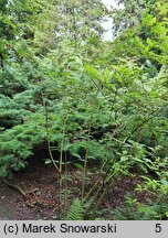 Callicarpa dichotoma (pięknotka rozwidlona)