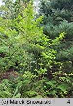 Callicarpa japonica Leucocarpa