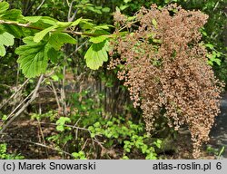 Holodiscus discolor (prostokrężnik różnobarwny)