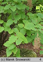 Holodiscus discolor (prostokrężnik różnobarwny)