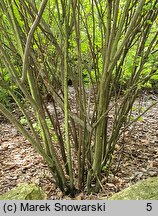 Holodiscus discolor (prostokrężnik różnobarwny)