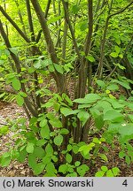 Lindera benzoin (lindera zwyczajna)