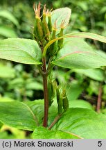 Diervilla lonicera (dierwilla kanadyjska)