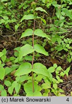 Diervilla lonicera (dierwilla kanadyjska)