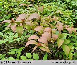 Diervilla lonicera (dierwilla kanadyjska)