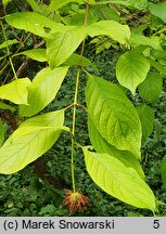 Cephalanthus occidentalis (guzikowiec zachodni)