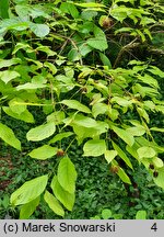 Cephalanthus occidentalis (guzikowiec zachodni)