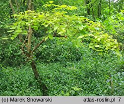 Cephalanthus occidentalis (guzikowiec zachodni)