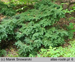 Tsuga canadensis Jeddeloh