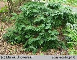 Tsuga canadensis Jeddeloh