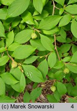 Stewartia pseudocamellia (stewarcja kameliowata)