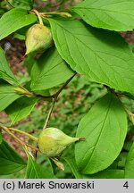 Stewartia pseudocamellia (stewarcja kameliowata)