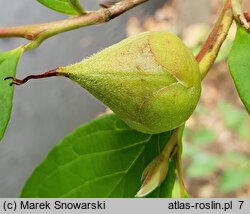 Stewartia pseudocamellia (stewarcja kameliowata)