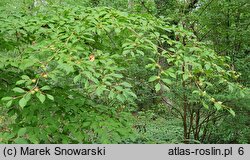 Stewartia pseudocamellia (stewarcja kameliowata)