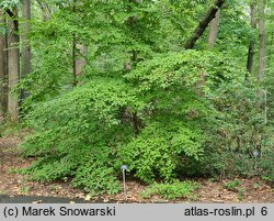 Stewartia pseudocamellia (stewarcja kameliowata)