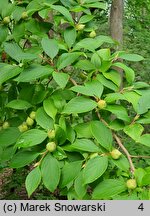 Stewartia pseudocamellia (stewarcja kameliowata)