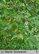 Elaeagnus umbellata (oliwnik baldaszkowaty)