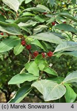 Elaeagnus umbellata (oliwnik baldaszkowaty)