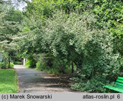 Elaeagnus umbellata (oliwnik baldaszkowaty)