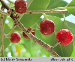 Elaeagnus umbellata (oliwnik baldaszkowaty)